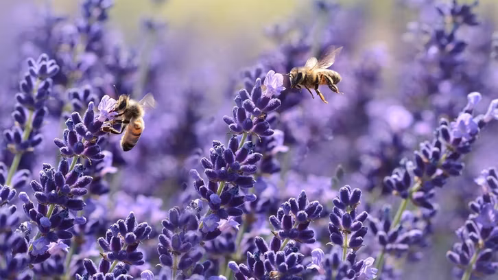 bienenfreundliche Pflanzen Lavendel