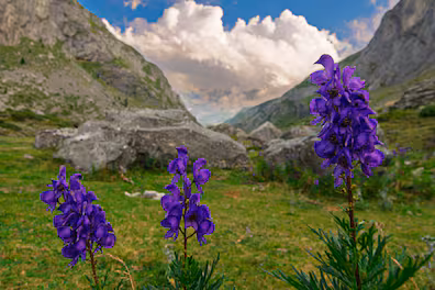 Blauer Eisenhut – weit verbreitet und extrem giftig.