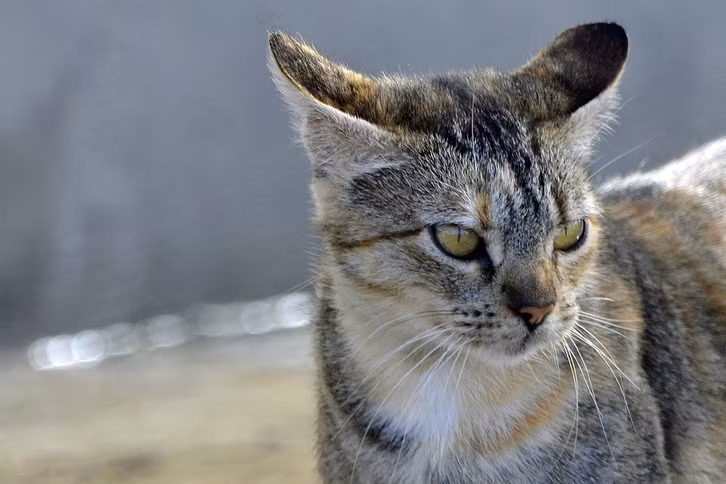 Auch wenn manchmal sie wie Wildkatzen aussehen: Straßenkatzen sind Nachkommen der Hauskatze und nicht für das Leben auf der Straße gemacht.