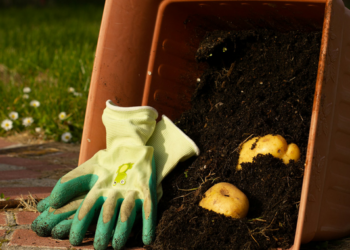 10 Dinge, die du aus deinem Garten werfen solltest – und bessere Alternativen