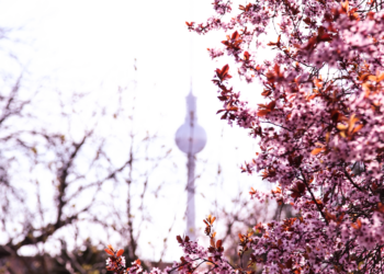 11 Orte in Berlin, an denen im Frühling Kirschbäume blühen