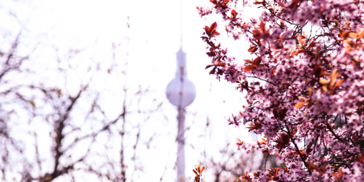 11 Orte in Berlin, an denen im Frühling Kirschbäume blühen