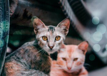 Die 5 gängigsten Irrtümer über Straßenkatzen