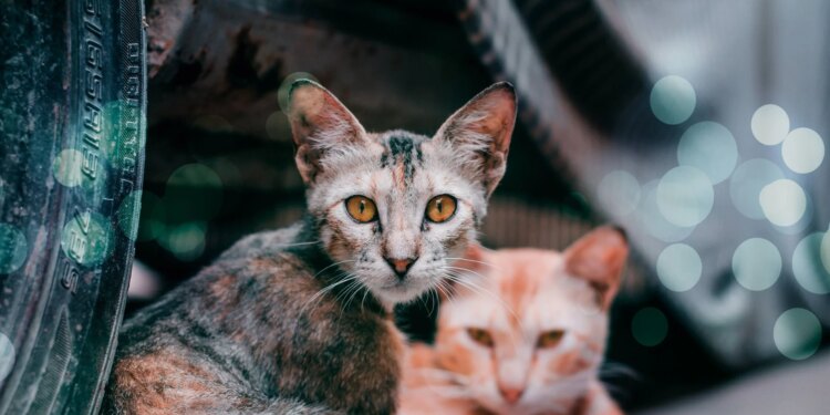 Die 5 gängigsten Irrtümer über Straßenkatzen