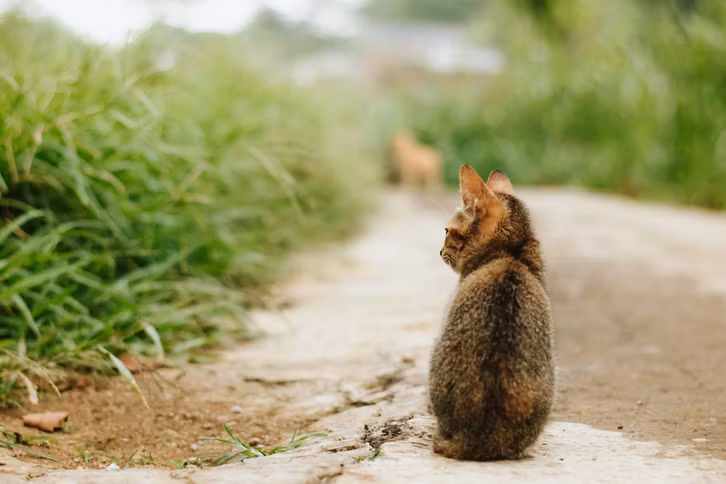 Straßenkatzen erfolgreich an Menschen zu gewöhnen klappt oft nur im Kittenalter. Danach wird die Vermittlung schwierig.