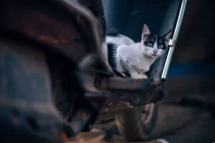 Straßenkatzen in Deutschland leben versteckt, aber es gibt Millionen von ihnen.