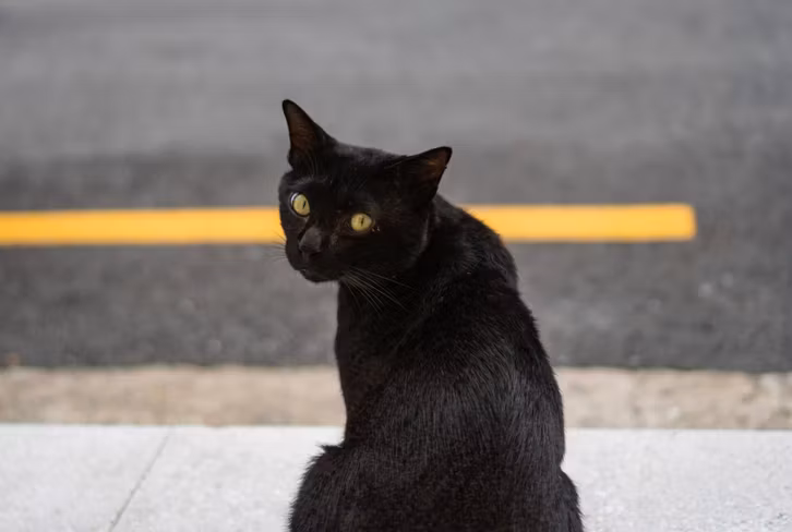 Straßenkatzen sind bei der Jagd weit weniger geschickt als ihre wilden Verwandten, die Wildkatzen. Das Überleben aus eigener Kraft ist daher für sie ein ständiger Kampf um genügend Futter.