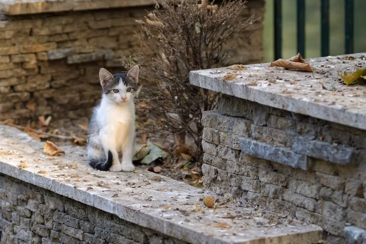 Straßenkatzen sind oft krank und unterernährt und überleben ohne Hilfe nicht lang.