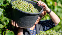 Beginn der Weinlese in der Pfalz
