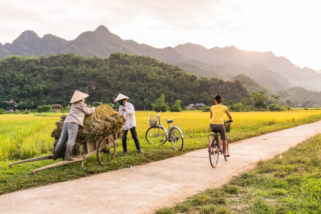Eine Person fährt mit dem Fahrrad auf einem Weg an reifenden Reisfeldern in Mai Châu in Nordvietnam vorbei, im Hintergrund Bäuerinnen mit traditionellen Reishüten bei der Reisernte und Karstberge im Abendlicht