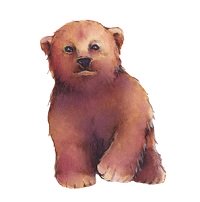 drawing of a baby bear