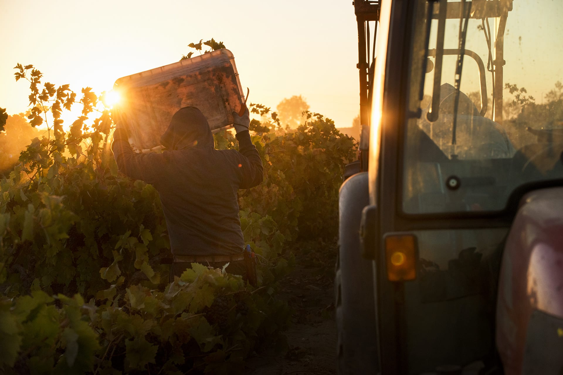 During a 2016 harvest for Bedrock Wine Co. at Evangelho Vineyard in Antioch, Calif., the vineyard — planted in the 1890s on own-rooted vines — is a field blend of Zinfandel, Carignane, Mourvèdre and other varieties and is one of the last agricultural islands in Contra Costa County.