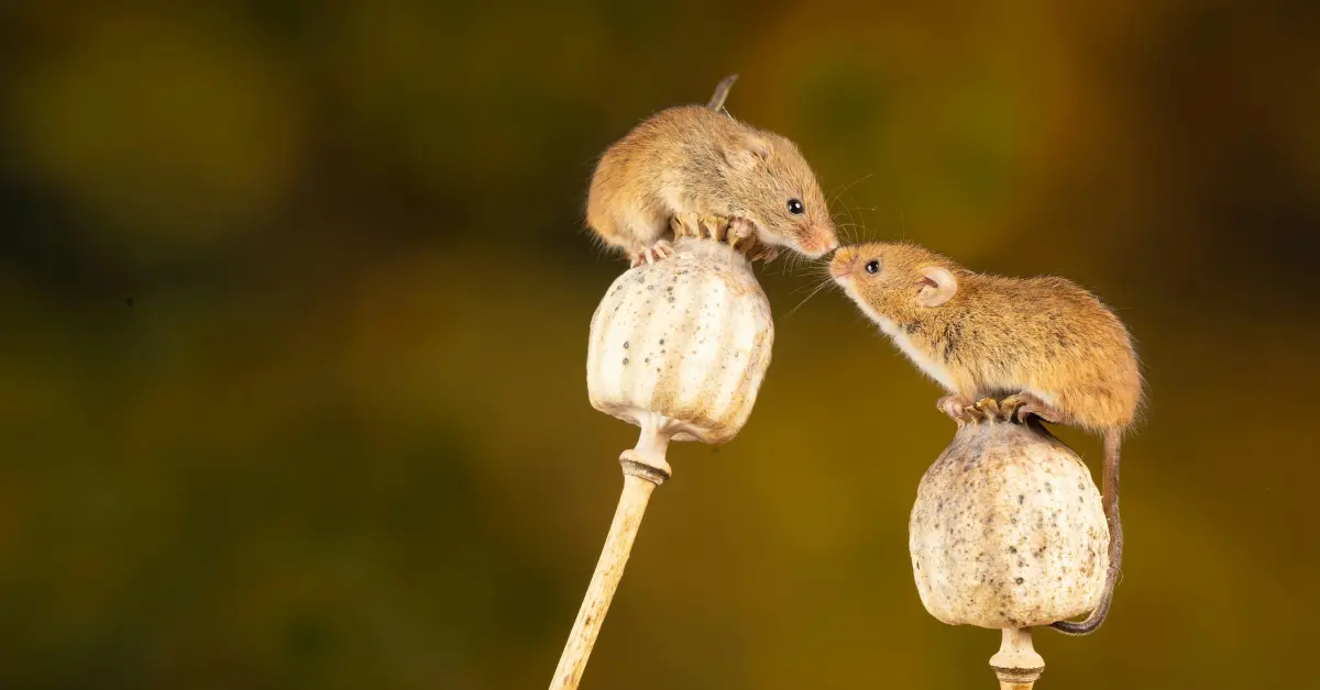Two mice sit nose to nose on top of plant seed pods