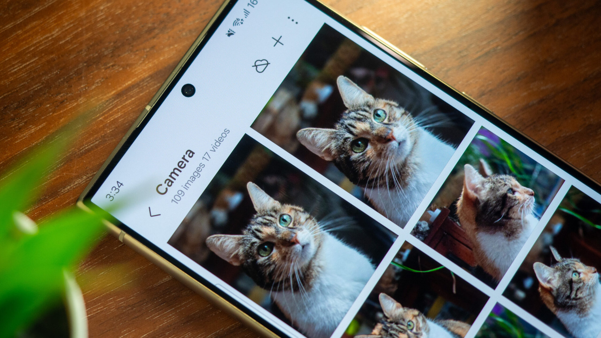 samsung galaxy s24 ultra gallery cat pet samsung galaxy s24 ultra gallery cat pet