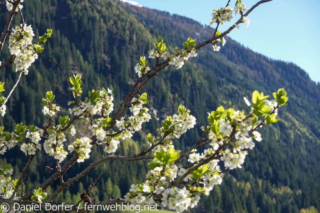 Frühling Kappl Tirol Österreich