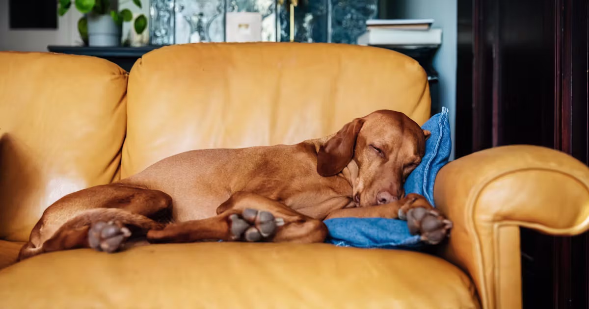 Do Dogs Have Nightmares? They’re Not Telling, So We Asked A Vet
