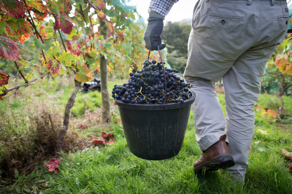 Harvesting grapes in Wales.