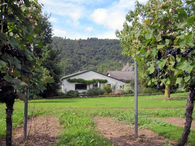 Ferienweingut Hess-Becker Ferienweingut Hess-Becker