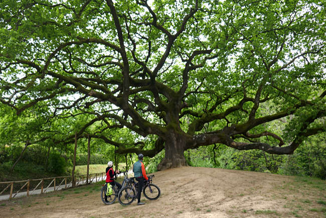 Die Eiche von San Martino in Colle, ein 600 Jahre altes Naturmonument, 15 Meter hoch. Lucca, Toskana