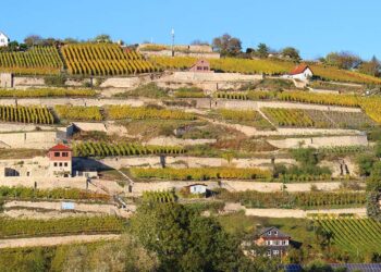 Weingüter Saale-Unstrut – unsere 5 Empfehlungen
