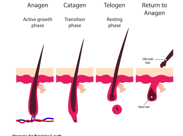 Diagram of the four hair growth cycle phases: anagen active growth phase, catagen transition phase, telogen resting phase, and return to anagen as new hair replaces shed hair.