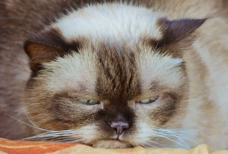 Grumpy Cat will auch keinen Sport treiben