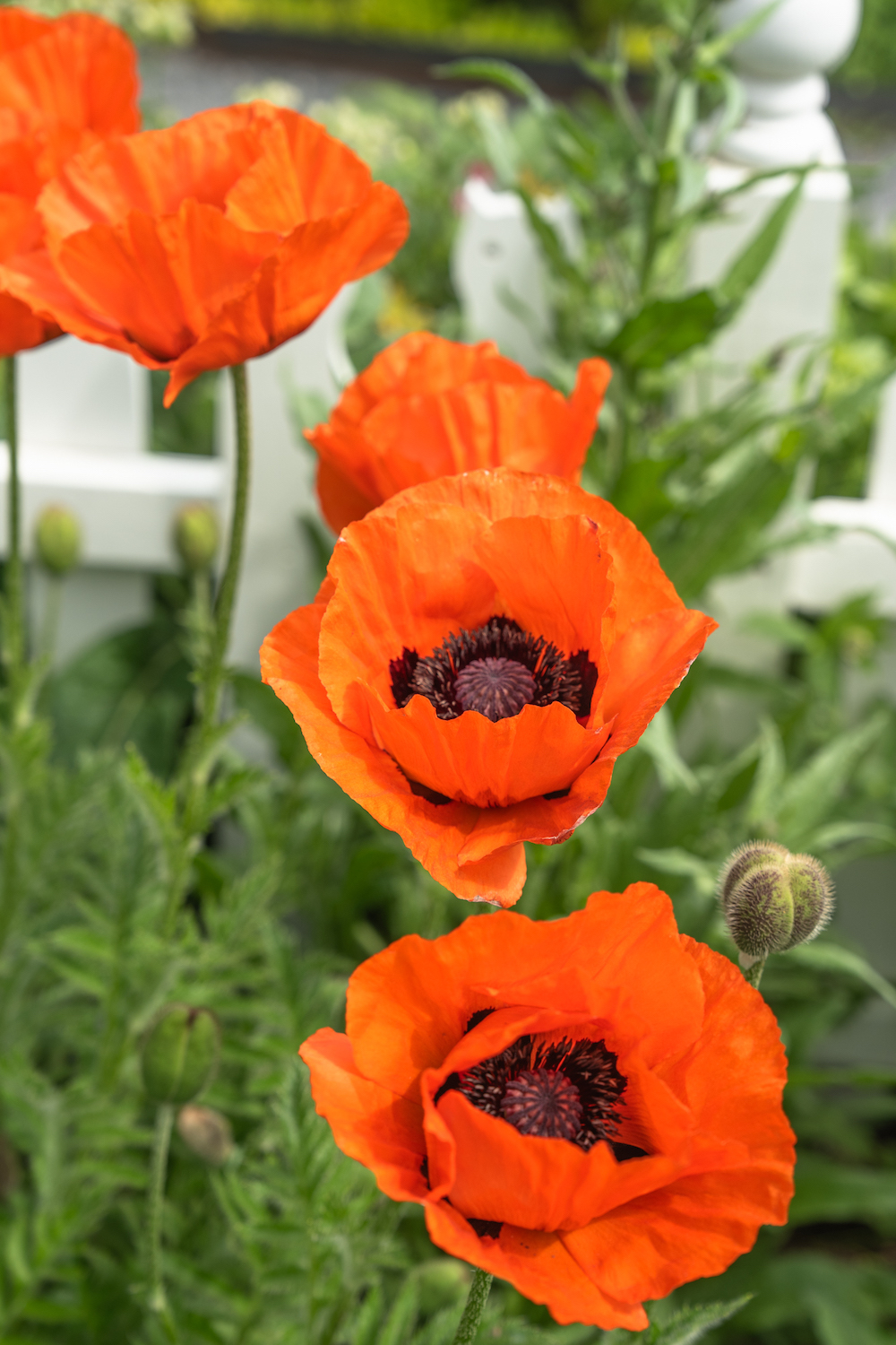 Maine_Garden-12