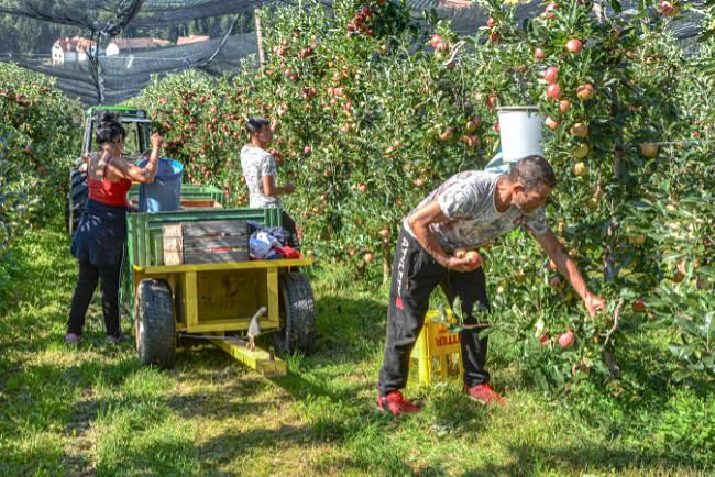 Steiermark - Apfelernte