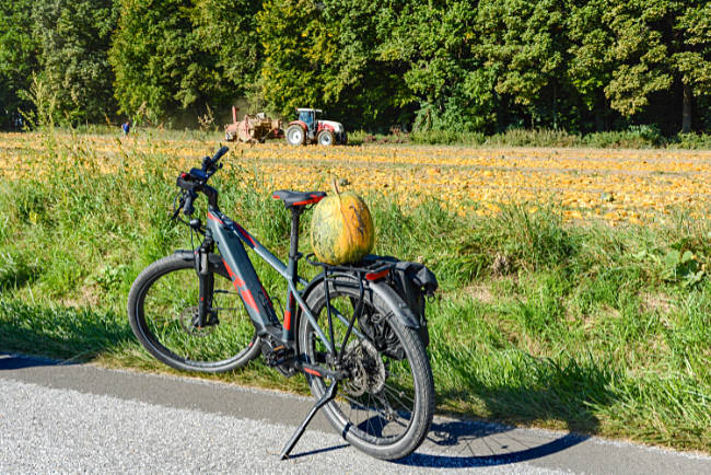Steiermark - Kürbisernte