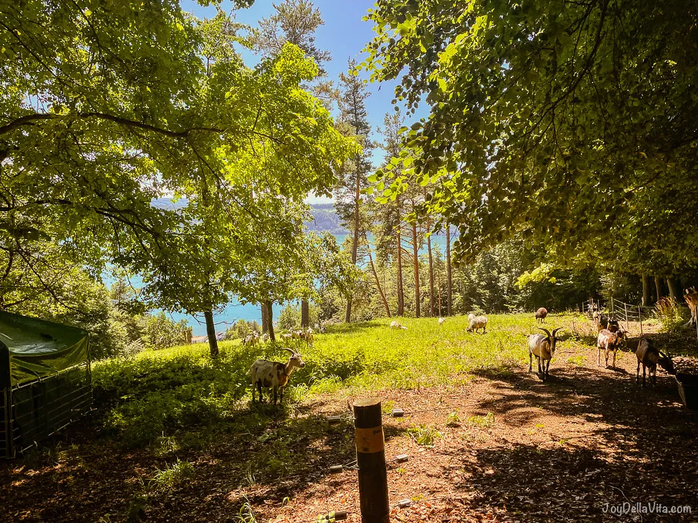 tiere wandern bodensee sipplingen überlingen