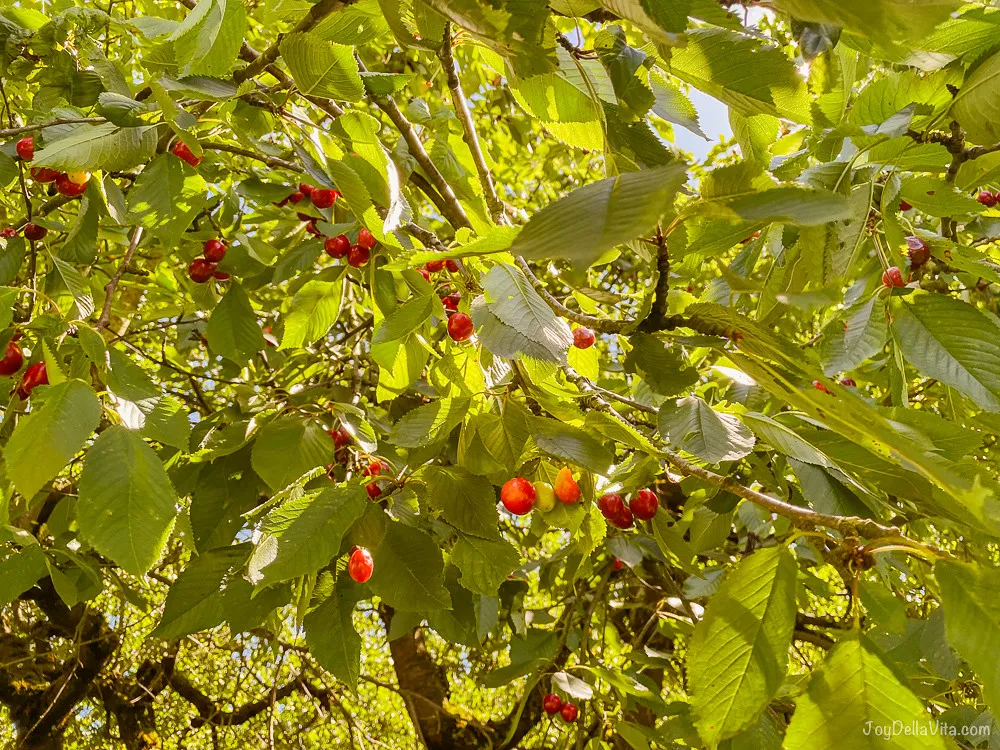 Frische Bodenseekirschen