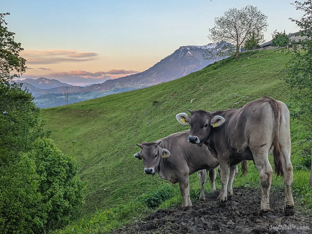 4.5 km evening hike to Theresienkapelle in Ratzen from Schwarzenberg 21 cows animals vorarlberg austria
