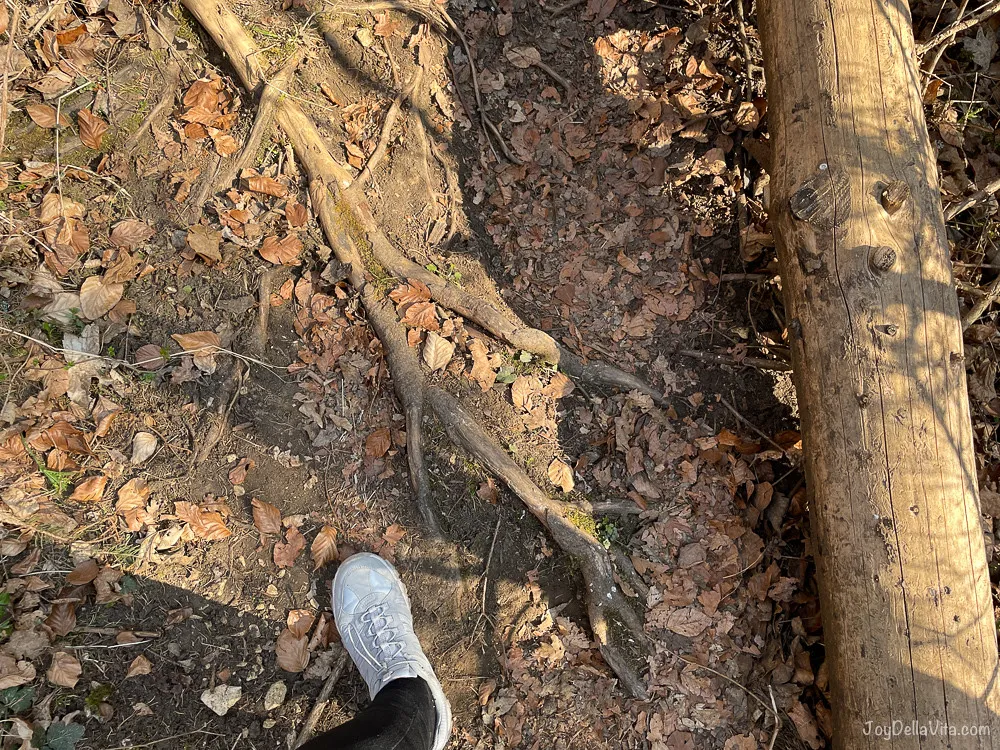 10 km Beuroner Wanderweg im Naturpark Obere Donau 7 Beuroner Wanderwegwald