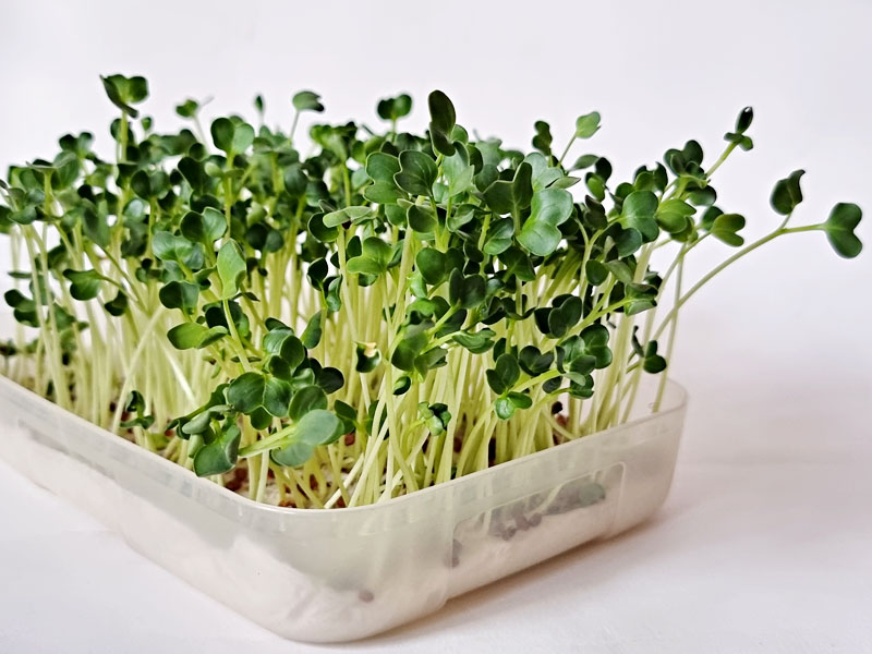 Aufzucht von Daikon Rettich