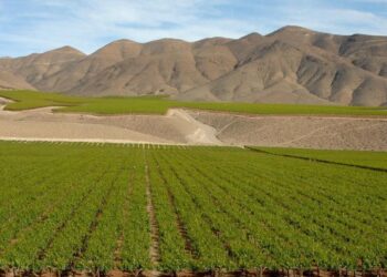 Chile – Weinkultur am Rande der Wüste