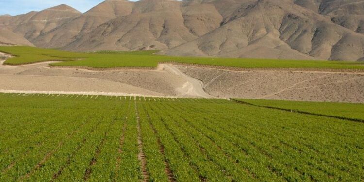 Chile – Weinkultur am Rande der Wüste
