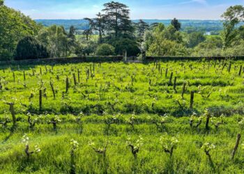 Vinography Images: Gloriously Green : Vinography