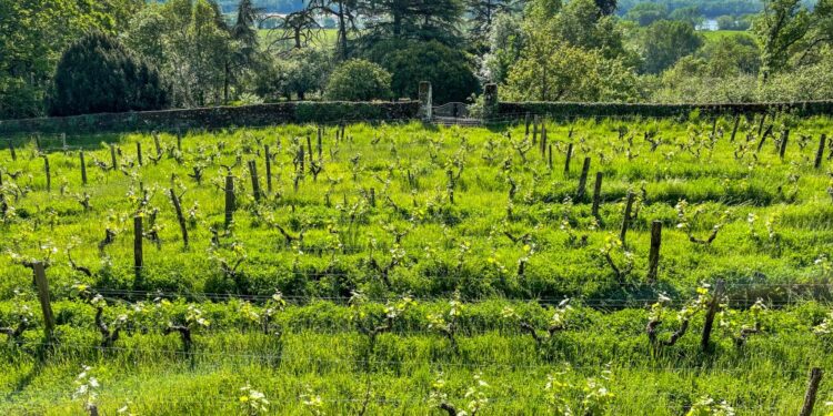 Vinography Images: Gloriously Green : Vinography