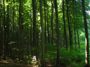 Nationalpark Jasmund im Sommer Nationalpark Jasmund im Sommer