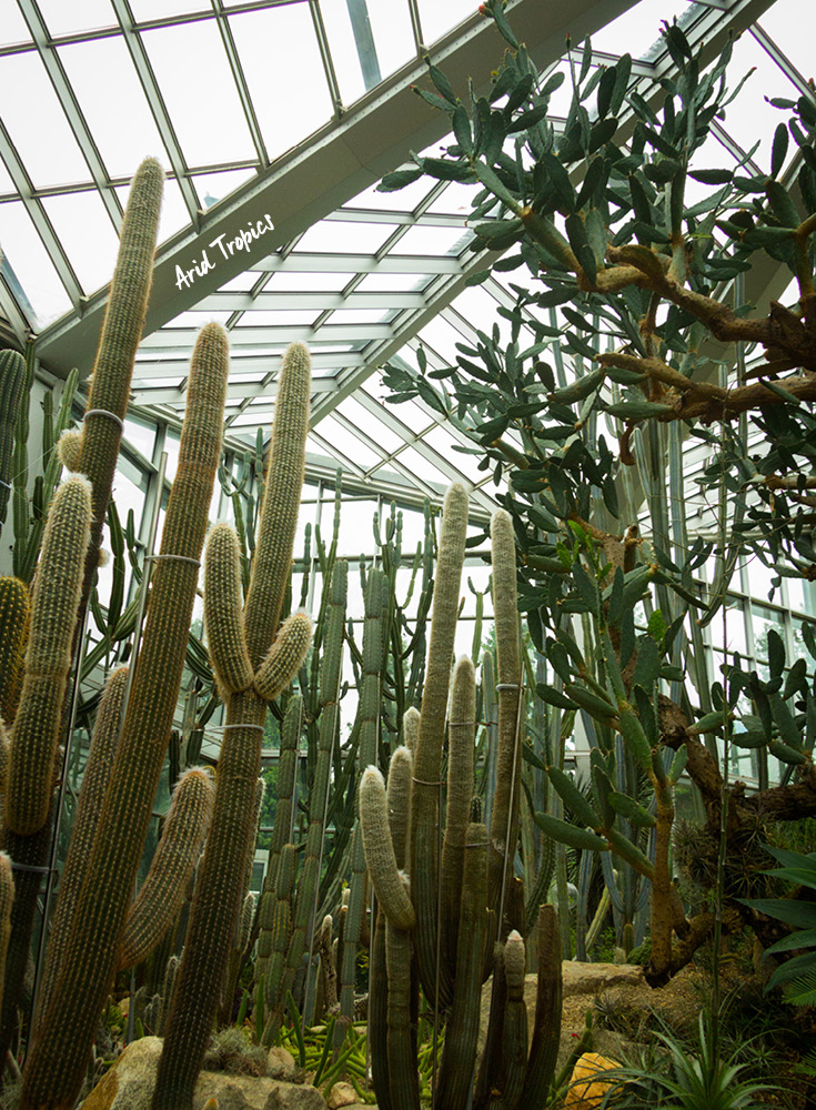 Die trockene Tropenausstellung im Palmengarten in Frankfurt am Main, Deutschland