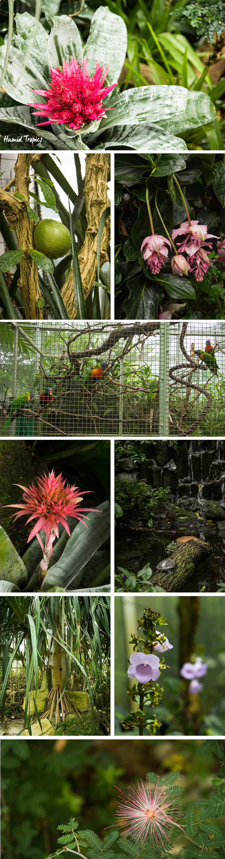 Feuchte tropische Ausstellungen im Palmengarten in Frankfurt am Main, Deutschland