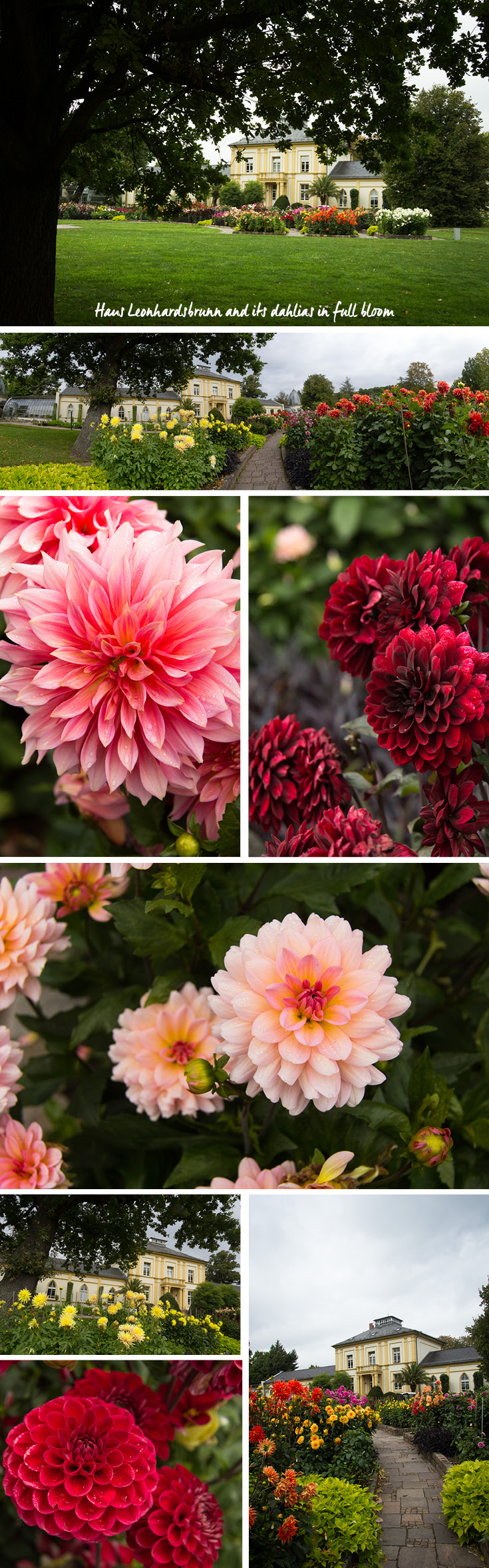 Im September blühen die Dahlien vor dem Haus Leonhardsbrunn im Palmengarten in Frankfurt am Main in voller Blüte
