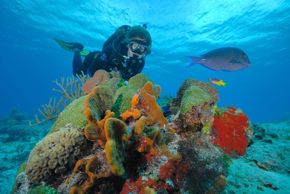 Cozumel-Tauchen