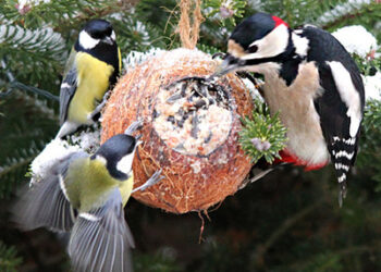 Vogelfutter-Rezept